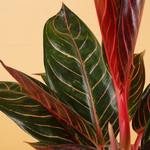 Aglaonema Sumatra