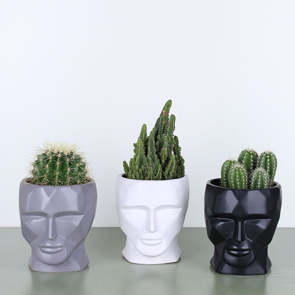 Cactus in a ceramic pot