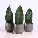 Sansevieria Big Leaf