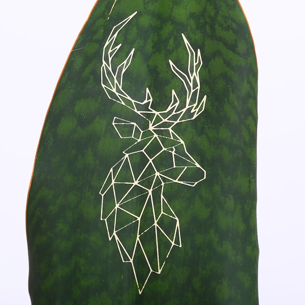 Sansevieria Big Leaf