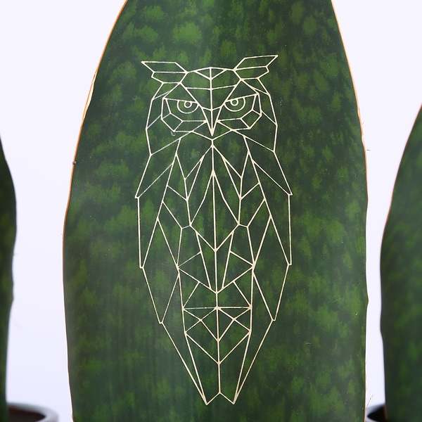 Sansevieria Big Leaf