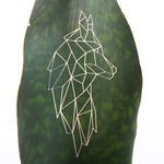 Sansevieria Big Leaf