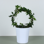 Хедера (Hedera Bow Shamrock), Размер S