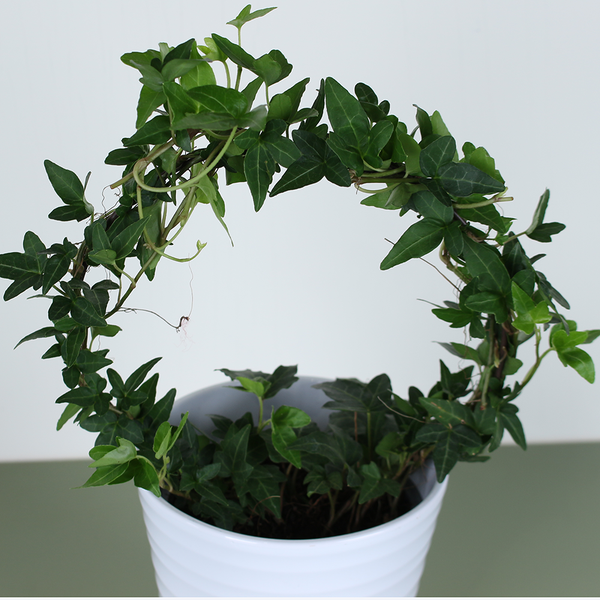 Хедера (Hedera Bow Shamrock), Размер S