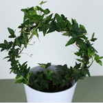 Хедера (Hedera Bow Shamrock), Размер S