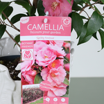 Сamellia (Spring Festival)