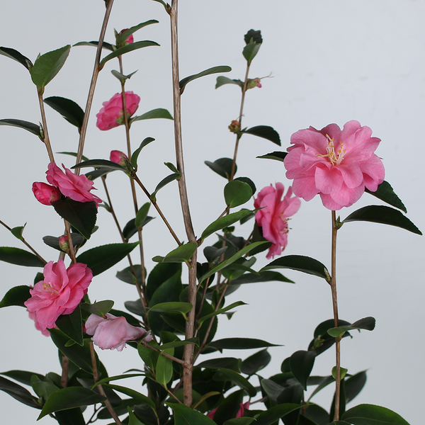 Сamellia (Spring Festival)