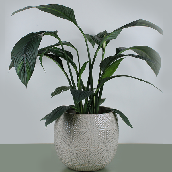 Spathiphyllum, Size L