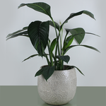 Spathiphyllum, Size L