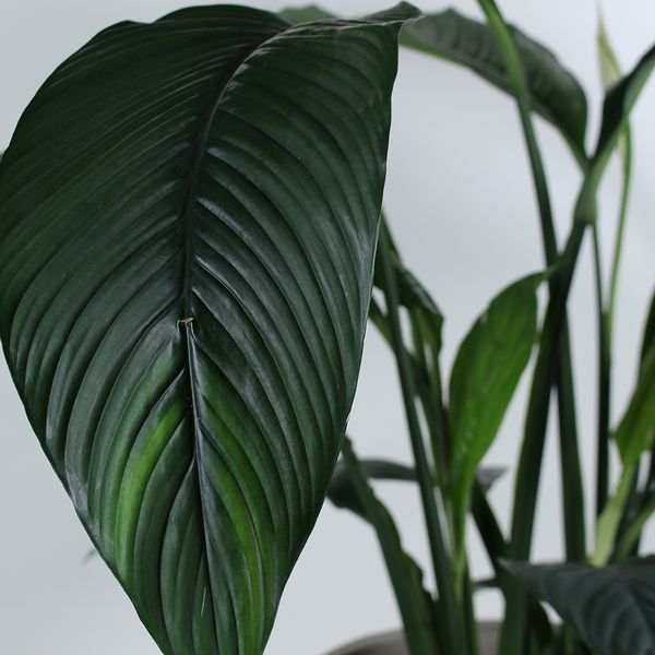 Spathiphyllum, Size L