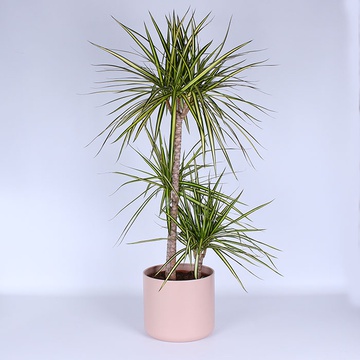 Драцена Маргината (Dracaena Marg. 'sunray')