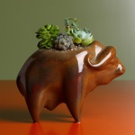 Planting succulents in a flowerpot Buffalo, 2