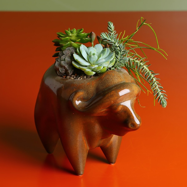 Planting succulents in a flowerpot Buffalo, 2