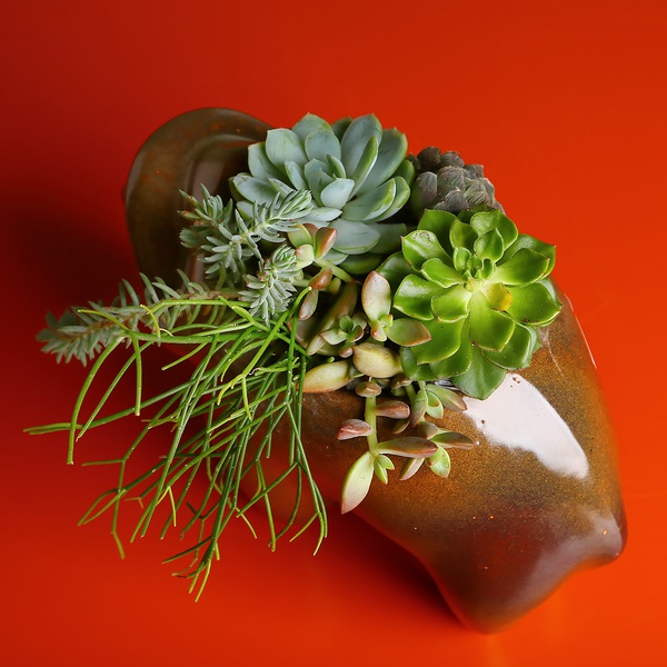 Planting succulents in a flowerpot Buffalo, 2