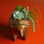 Planting succulents in a flowerpot Buffalo, 2