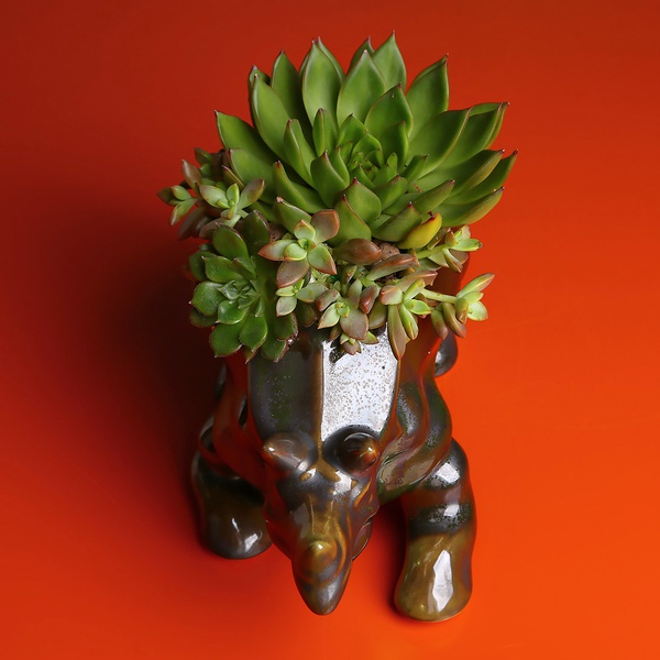 Высадка суккулентов в кашпо Трицератопс