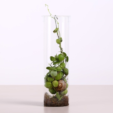 Dyschidia in a jar