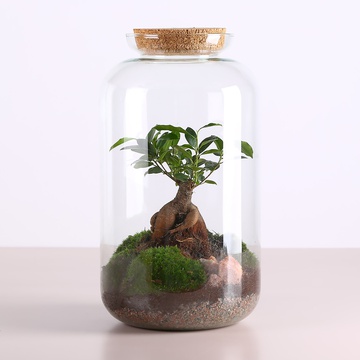 Florarium in a jar