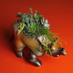 Planting succulents in a Triceratops planter, 2
