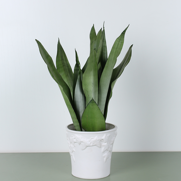 Сансевієрія (лат. Sansevieria trifasciata Moonshine Decorum)