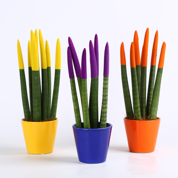 Flocked sansevieria mikado 2