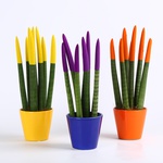 Flocked sansevieria mikado 2