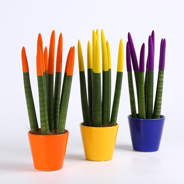 Flocked sansevieria mikado 2