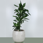 Драцена (Dracaena De J Lind)