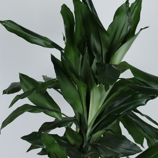 Драцена (Dracaena De J Lind)