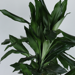 Драцена (Dracaena De J Lind)