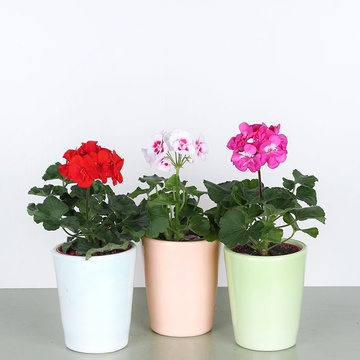 Pelargonium (Geranium) mix