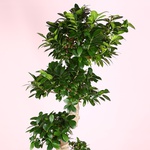 Фикус Ginseng размер L
