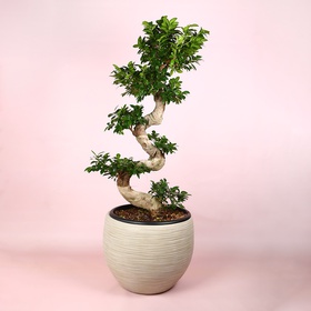 Фикус Ginseng размер L