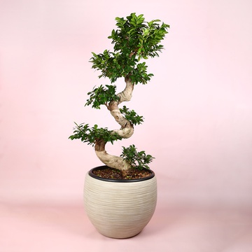 Фикус Ginseng размер L