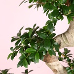 Фикус Ginseng размер L