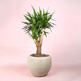 Yucca