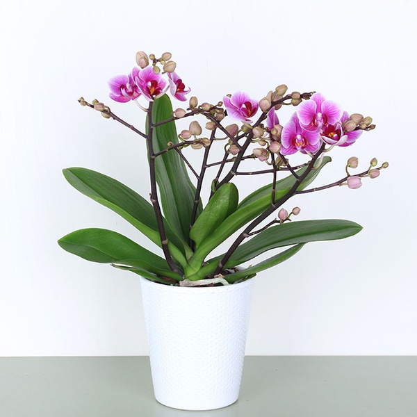 Orchid phalaenopsis mini purple