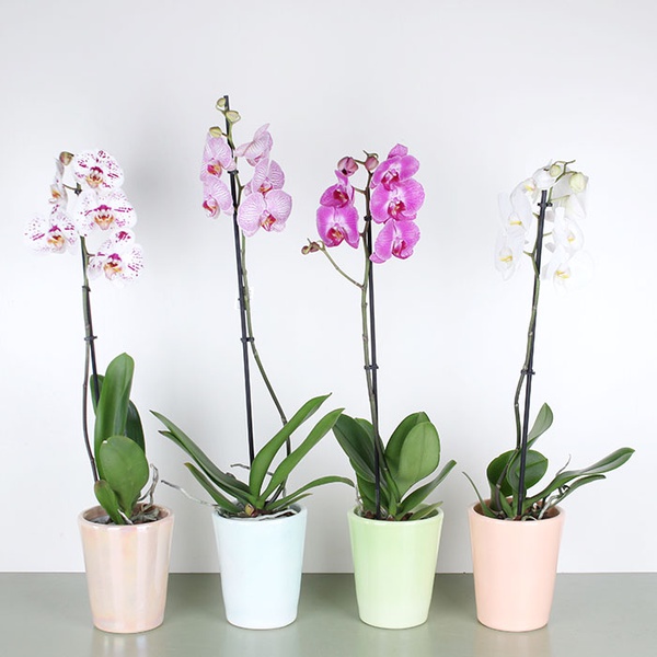 Phalaenopsis orchid one branch
