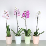 Phalaenopsis orchid one branch