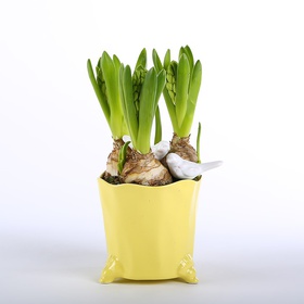Hyacinth in a ceramic pot