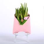 Muscari in an envelope