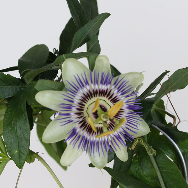Passionflower