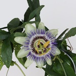 Passionflower
