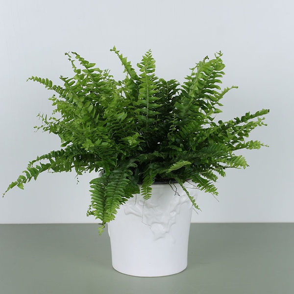 Nephrolepis