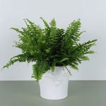 Nephrolepis