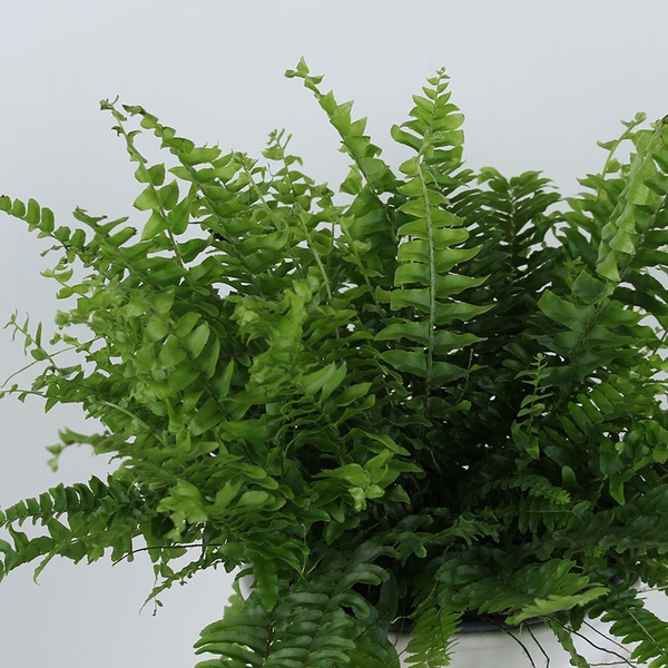 Nephrolepis