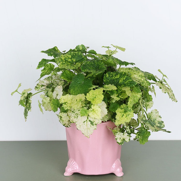 Толмия Мензиса (Tolmiea menziesii)