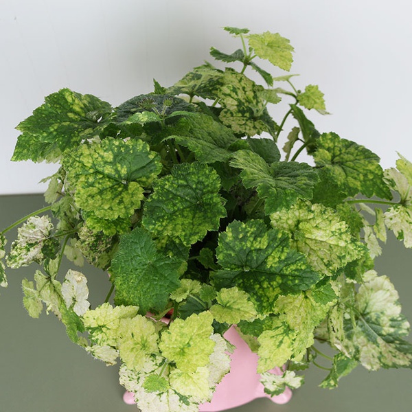 Толмия Мензиса (Tolmiea menziesii)