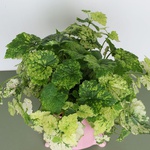 Толмия Мензиса (Tolmiea menziesii)