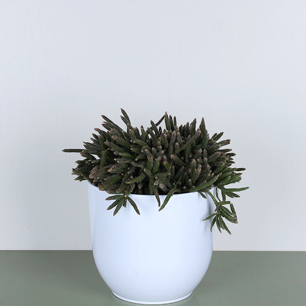 Rhyssalis baccifera ''Horrida''
